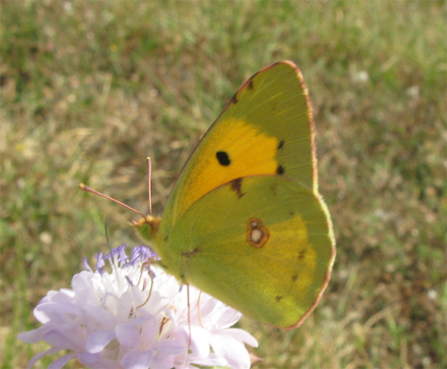 Lepidotteri del Parco dei Gessi Bolognesi